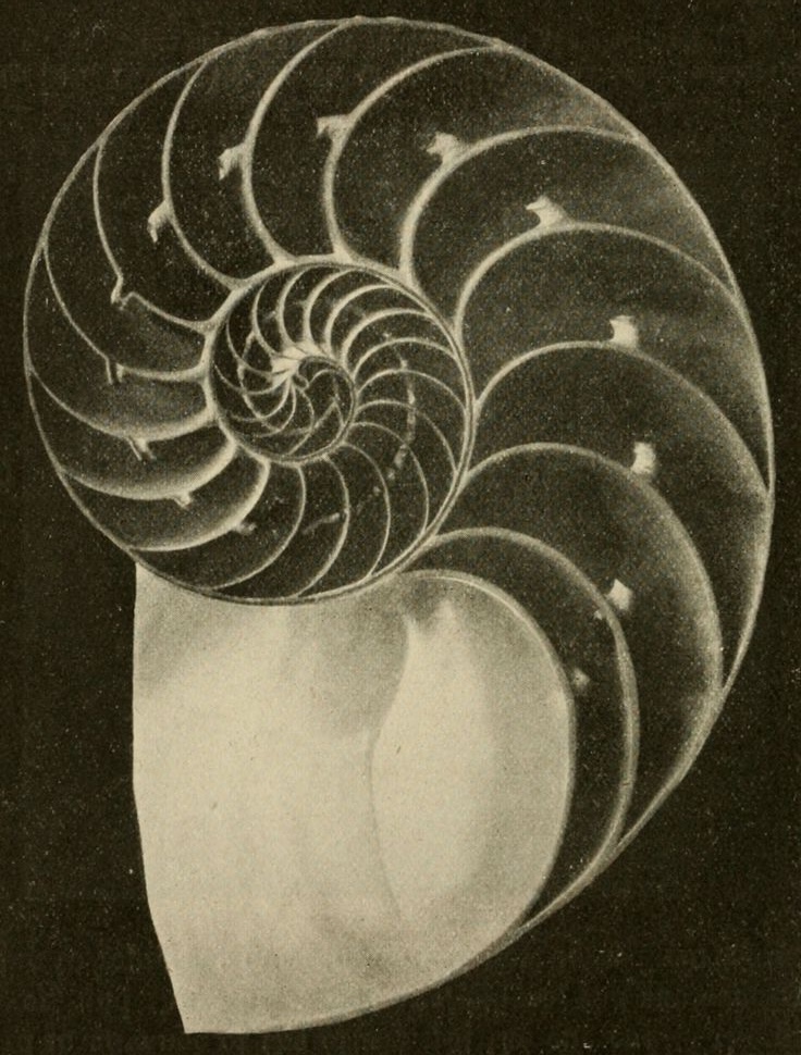 Cross-section of a nautilus shell showing its spiral chambers